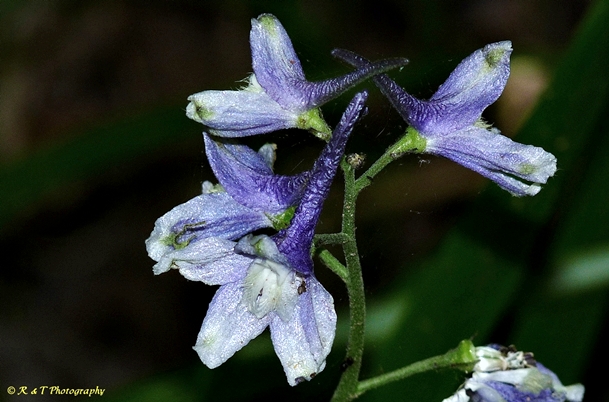 {Delphinium tricorne}